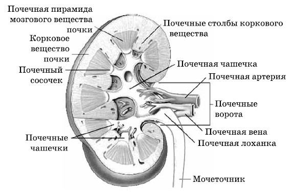 Очищение печени и почек