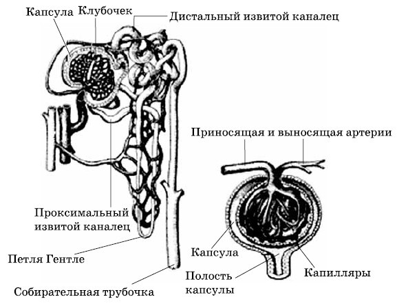 Очищение печени и почек