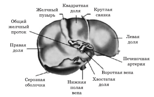 Чистка печени и почек. Современные и традиционные методы