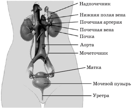 Чистка печени и почек. Современные и традиционные методы