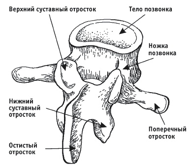 Грыжа позвоночника. Безоперационное лечение и профилактика