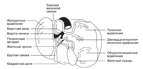 Болезни печени и желчного пузыря: лечение и очищение