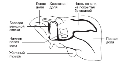 Болезни печени и желчного пузыря: лечение и очищение