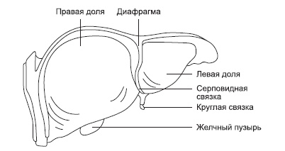 Болезни печени и желчного пузыря: лечение и очищение