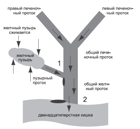 Болезни печени и желчного пузыря: лечение и очищение