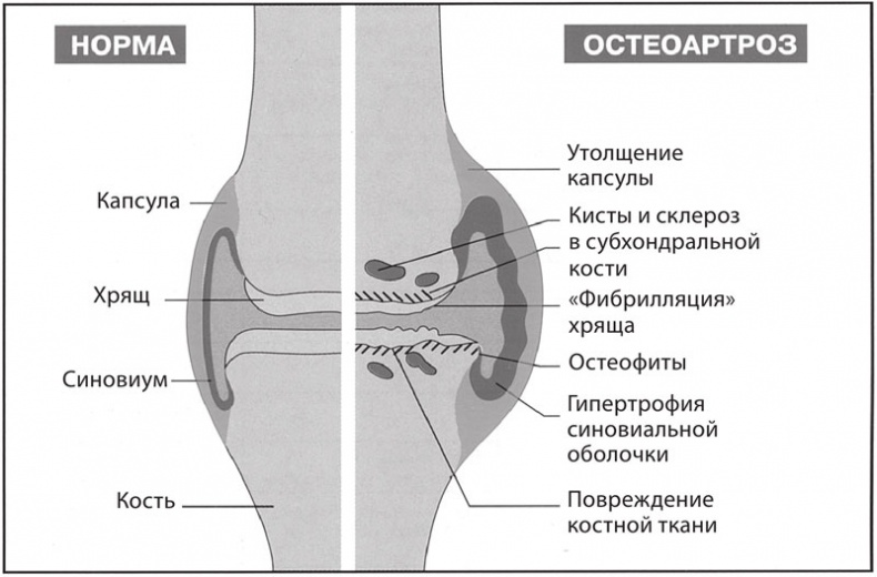 Атлас. Практический массаж