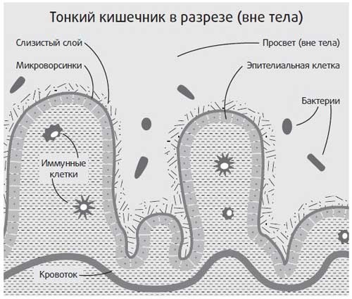 Здоровье начинается с правильной еды