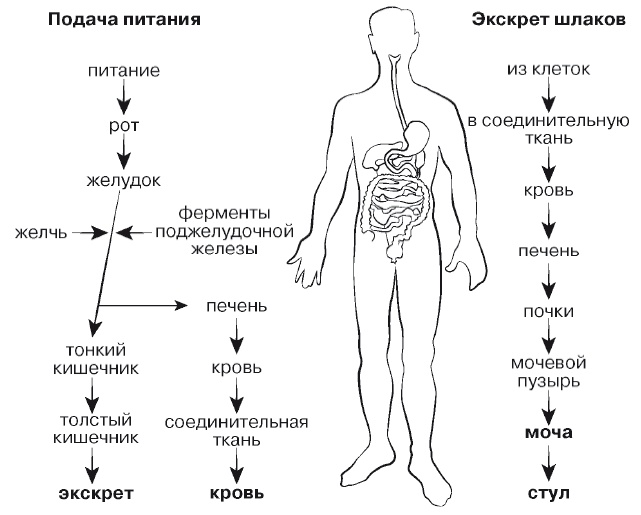 Европейское исследование. Бады, витамины, ГМО, биопродукты