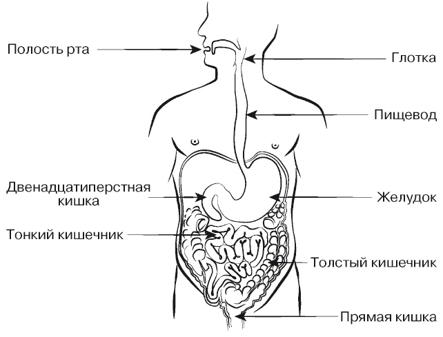 Европейское исследование. Бады, витамины, ГМО, биопродукты