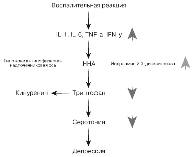 Европейское исследование. Бады, витамины, ГМО, биопродукты