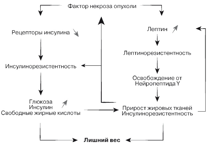 Европейское исследование. Бады, витамины, ГМО, биопродукты