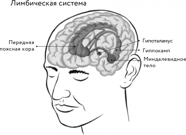 Восходящая спираль. Как нейрофизиология помогает справиться с негативом и депрессией – шаг за шагом