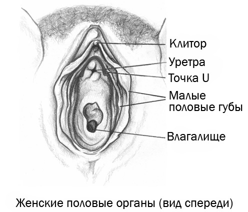 Женщина. Руководство для мужчин