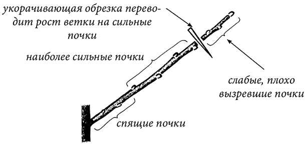 Энциклопедия плодового сада на разумной почве