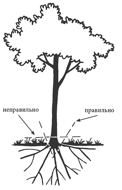 Сад без нервов. Обрезка и подкормка