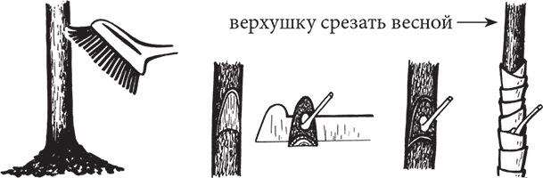 Самая полезная настольная книга садовода и огородника