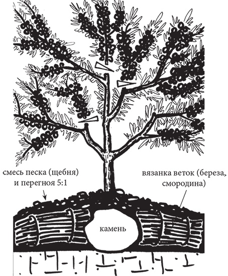 Самая полезная настольная книга садовода и огородника