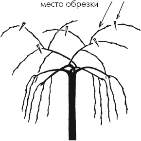 Главные секреты вашего сада и огорода (переиздание)