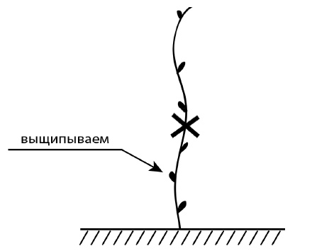 Секреты выращивания винограда в любом климате. Проверенные способы формировки винограда