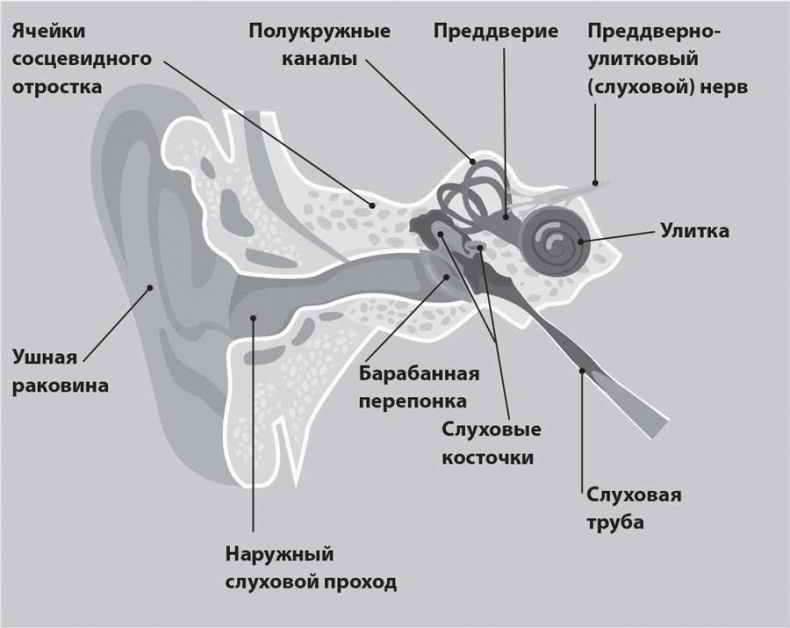 УХОГОРЛОНОС. Как правильно лечить самые частые болезни у детей и взрослых