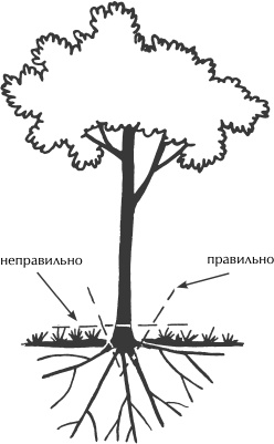 Большая книга сада и огорода по-новому