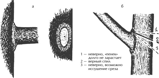 Большая книга сада и огорода по-новому