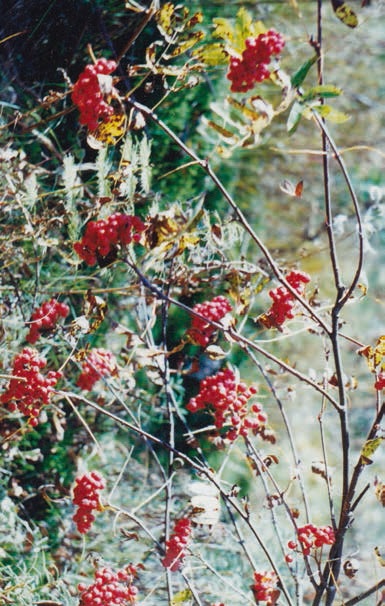 В глуши таёжной (сборник)