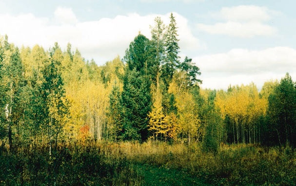 В глуши таёжной (сборник)