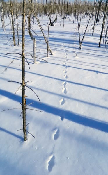 В глуши таёжной (сборник)