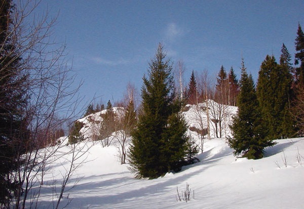 В глуши таёжной (сборник)