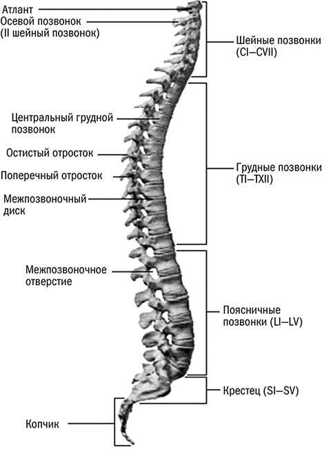 Здоровый позвоночник