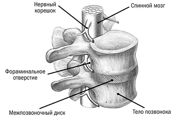 Здоровый позвоночник