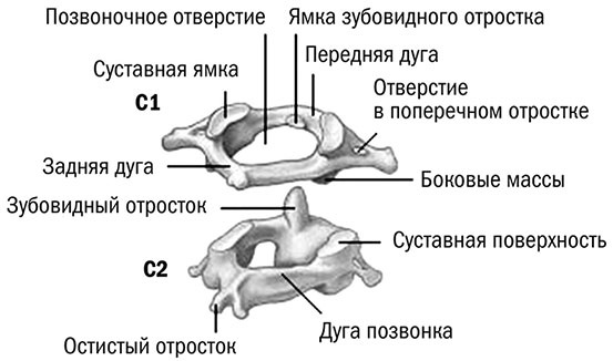 Здоровый позвоночник