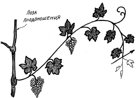 Самая полная книга разумно ленивого дачника. Секреты легкого урожая