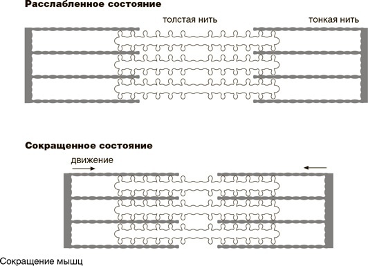 На грани возможного. Наука выживания