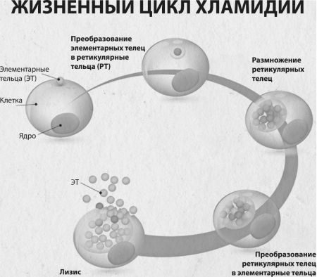 Девочка. Девушка. Женщина