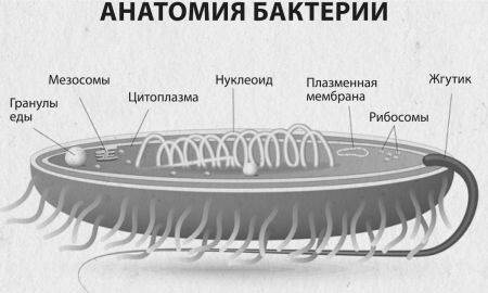 Девочка. Девушка. Женщина