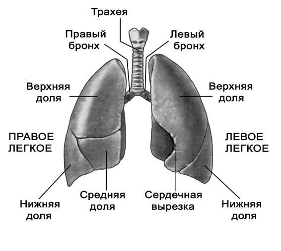 Парадоксальное дыхание для начинающих