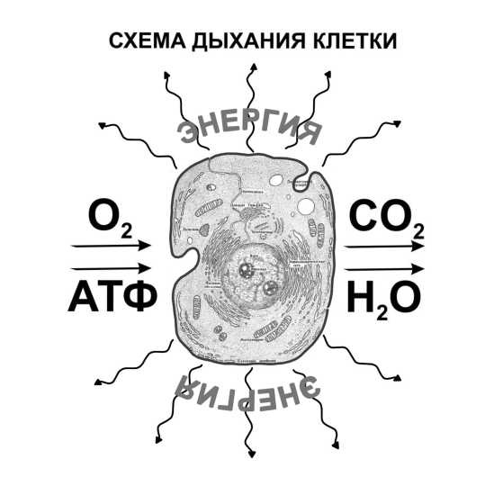 Парадоксальное дыхание для начинающих