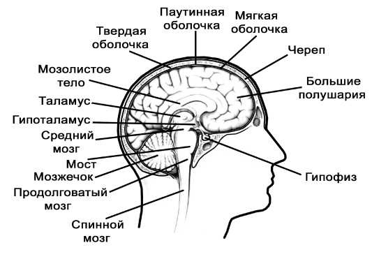 Парадоксальное дыхание для начинающих