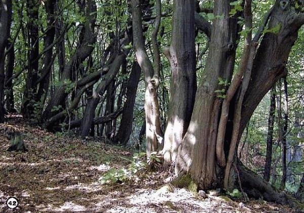 История леса. Взгляд из Германии