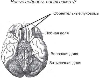 Удивительные истории о мозге, или рекорды памяти коноплянки