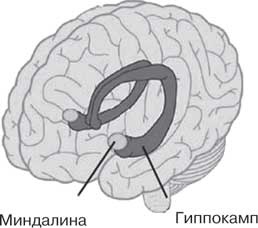 Удивительные истории о мозге, или рекорды памяти коноплянки