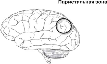 Удивительные истории о мозге, или рекорды памяти коноплянки