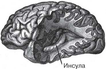 Удивительные истории о мозге, или рекорды памяти коноплянки