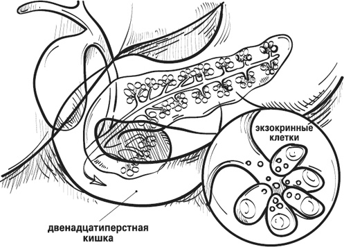 Мой лучший друг - желудок. Еда для умных людей