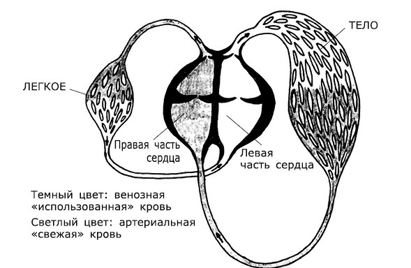 Проблемы сердца и органов кровообращения. Как справиться с сердечными недугами