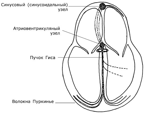 Проблемы сердца и органов кровообращения. Как справиться с сердечными недугами