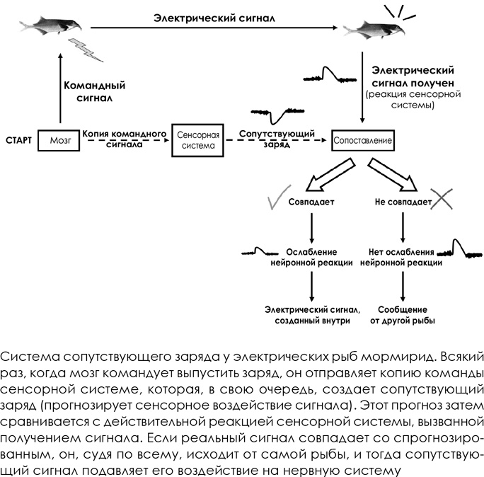 НейроЛогика. Чем объясняются странные поступки, которые мы совершаем неожиданно для себя