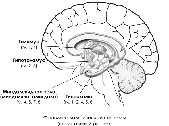 НейроЛогика. Чем объясняются странные поступки, которые мы совершаем неожиданно для себя